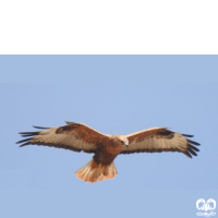 گونه سارگپه استپی Common Buzzard